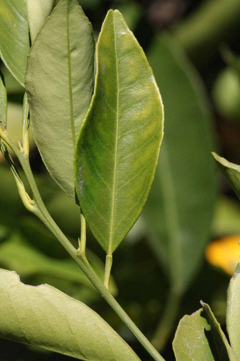              Unifoliolate leaf (Riverside, CA)       
